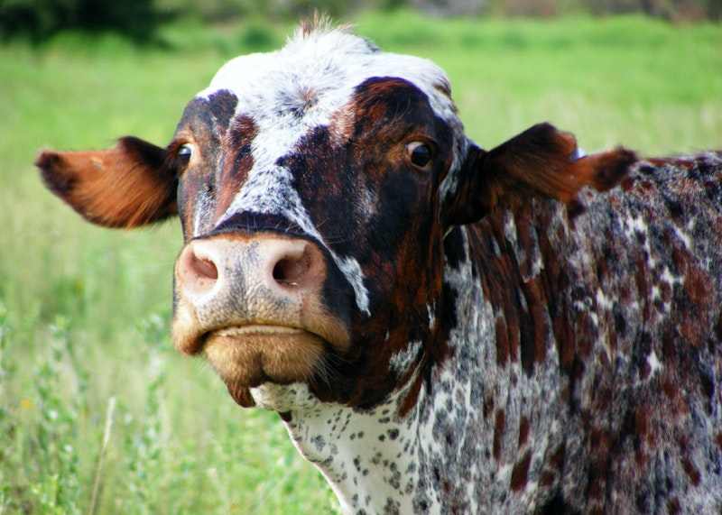 Cow2.jpeg?ixlib=rails 2.1