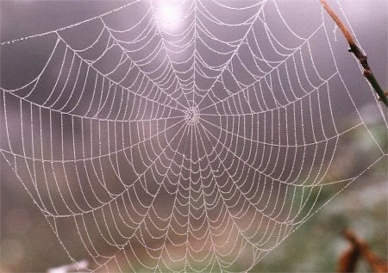 Spider web template.jpg?ixlib=rails 2.1