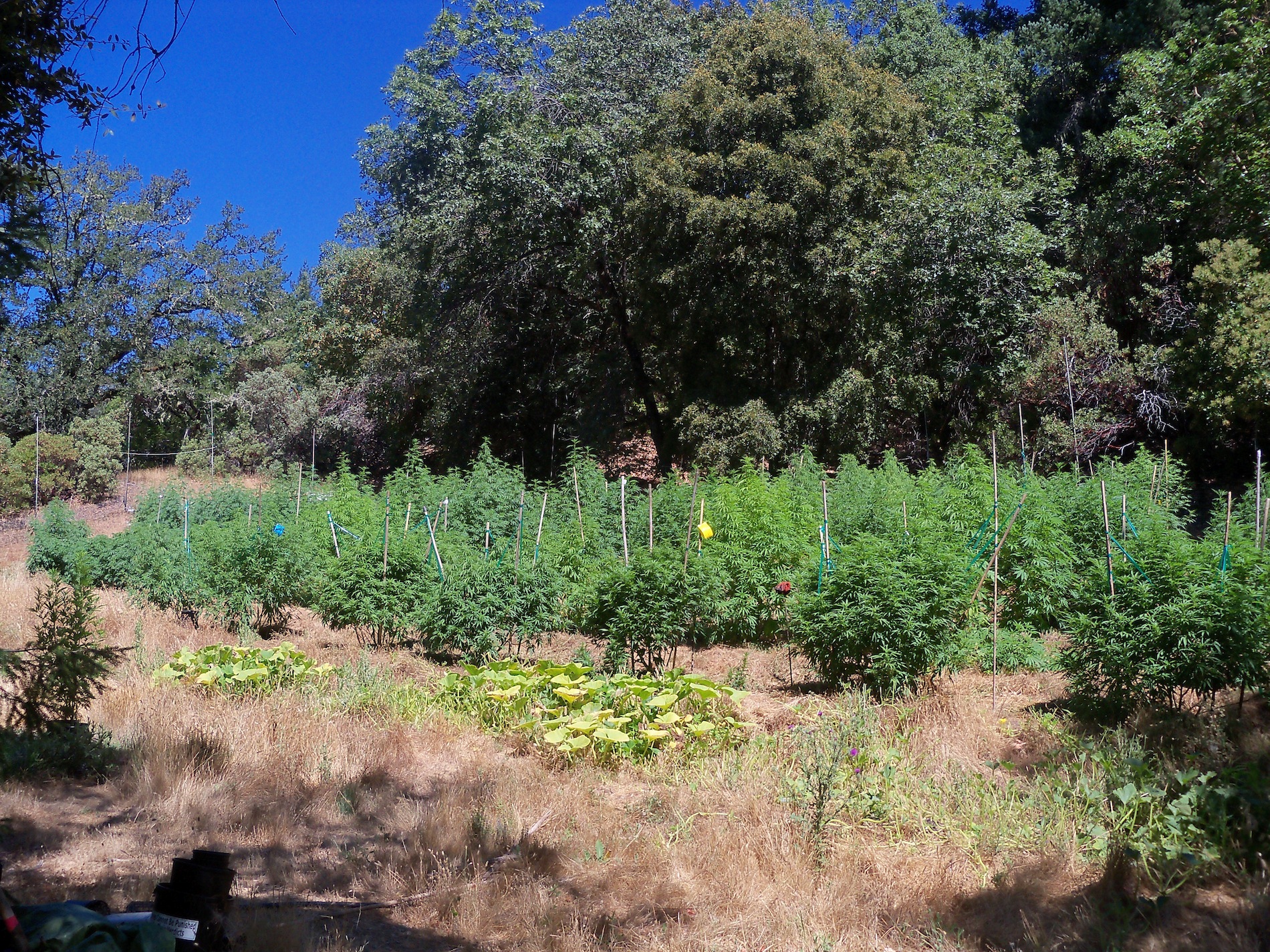 Garden2.jpg?ixlib=rails 2.1