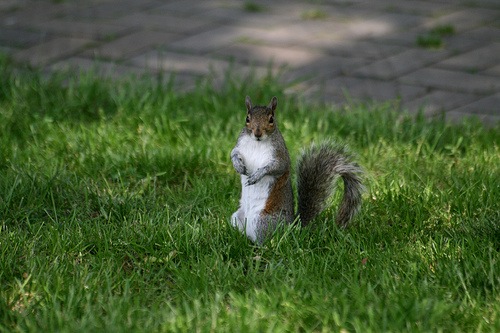 2524921152 31b5fff33a.jpg?ixlib=rails 2.1