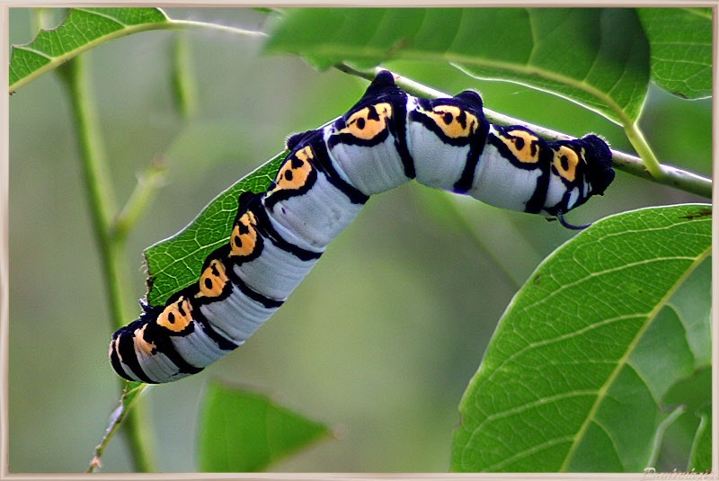 Big caterpillar.jpg?ixlib=rails 2.1