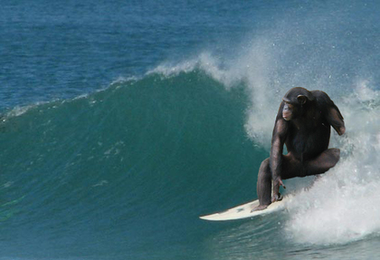 Surfingchimp 01.jpg?ixlib=rails 2.1