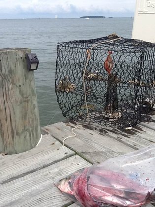 Rsz crab.jpg?ixlib=rails 2.1