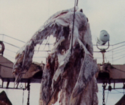 Dino.jpg?ixlib=rails 2.1