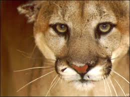 Cougarr.jpeg?ixlib=rails 2.1