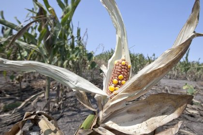 Rsz global warming.jpg?ixlib=rails 2.1