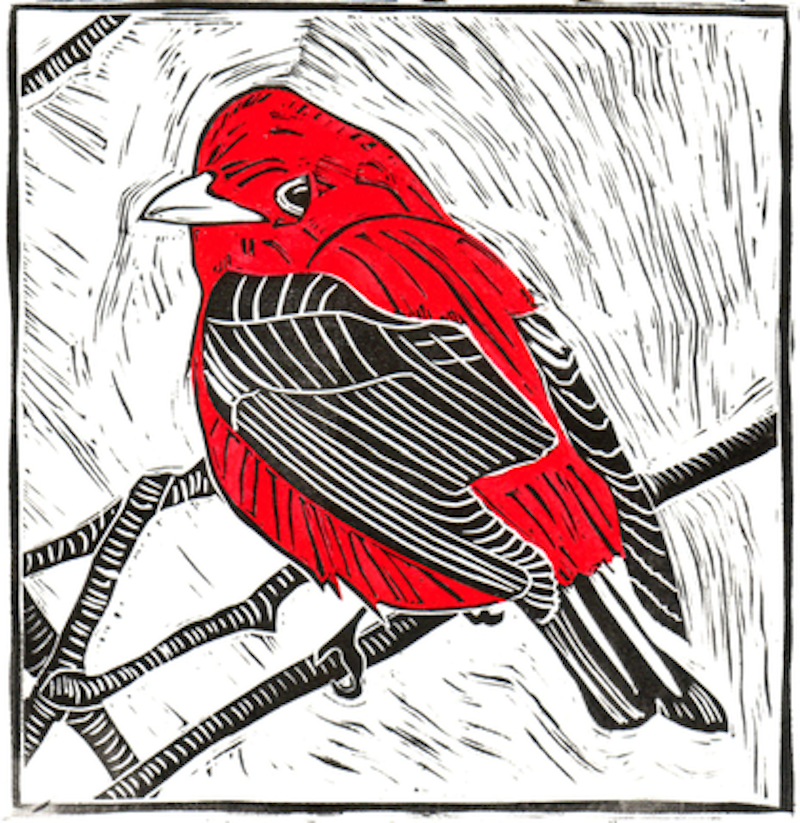 Rsz 1scarlet tanager.png?ixlib=rails 2.1