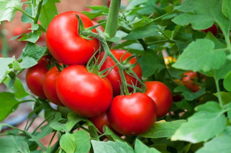 Rsz grow your own veggies.jpg?ixlib=rails 2.1