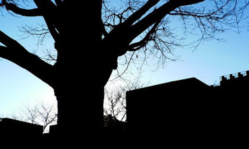 Rsz city tree silhouette.jpg?ixlib=rails 2.1