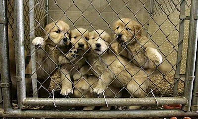 Rsz 1puppymill.jpg?ixlib=rails 2.1