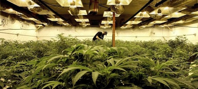 Growing marijuana in seattle 599x270.jpg?ixlib=rails 2.1