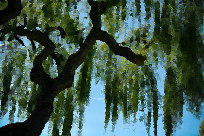 Rsz willow.jpg?ixlib=rails 2.1