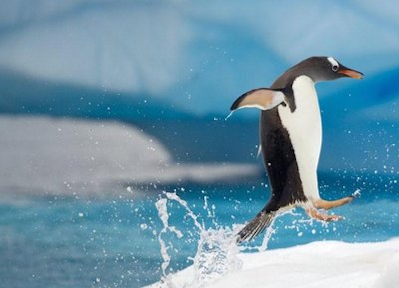 Rsz gentoo.jpg?ixlib=rails 2.1