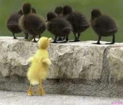 Rsz ducks.jpg?ixlib=rails 2.1