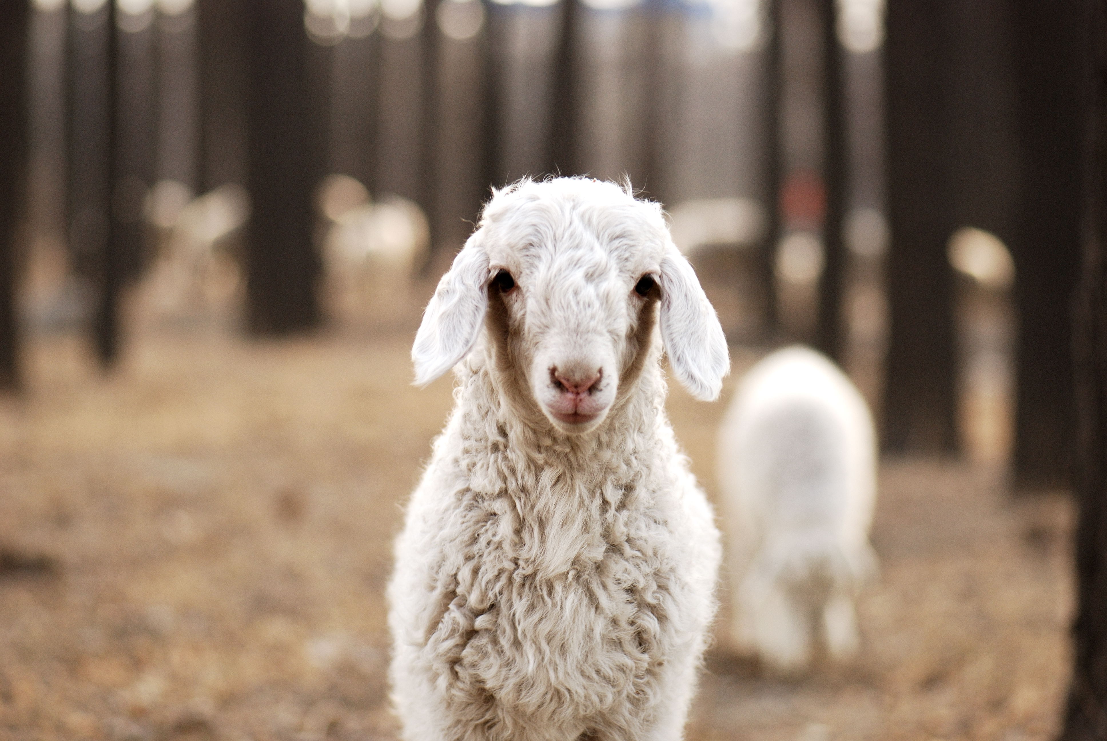 4559718333 61e5d31fed o.jpg?ixlib=rails 2.1