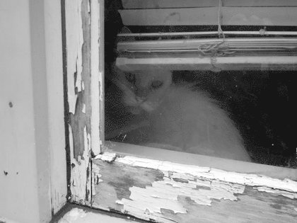 Rsz cat.jpg?ixlib=rails 2.1