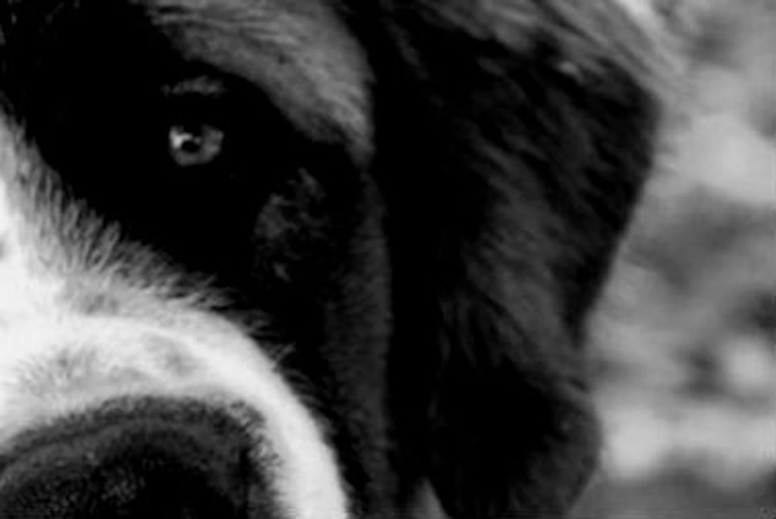 When A Dog Attacks Your Kid Www splicetoday when-a-dog-attacks-your-kid-www-splicetoday