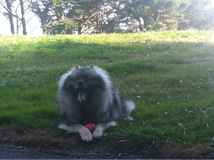 Rsz dog2.png?ixlib=rails 2.1