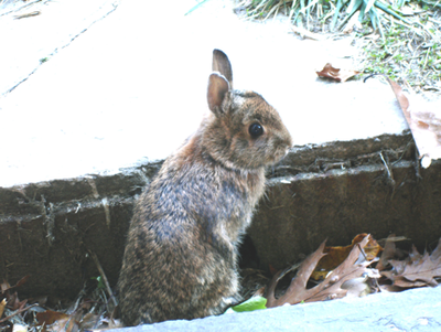 Rsz rabbit.png?ixlib=rails 2.1