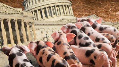 Rsz 04062012 piglets capitol article.jpg?ixlib=rails 2.1