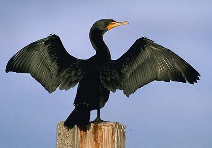 Rsz cormorant 2.jpg?ixlib=rails 2.1