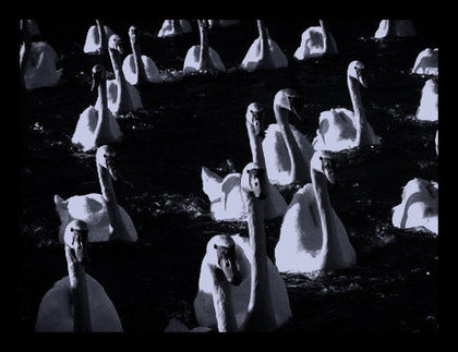 Rsz 1rsz swans.jpg?ixlib=rails 2.1