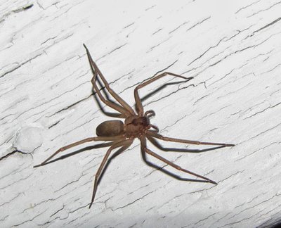 Rsz 1loxoscelesreclusail1b.jpg?ixlib=rails 2.1