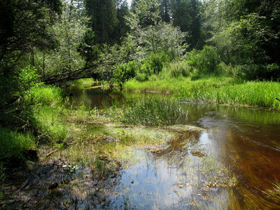 Rsz batstoriv forest.jpg?ixlib=rails 2.1