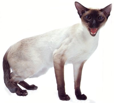 Rsz siamese cat.jpg?ixlib=rails 2.1