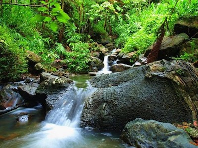 Rsz puerto rico   el yunque tropical rainforest.jpg?ixlib=rails 2.1