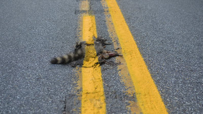 Rsz ht road kill racoon nt 120810 wmain.jpg?ixlib=rails 2.1