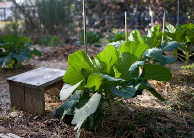 Collard greens.s600x600.jpg?ixlib=rails 2.1