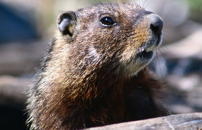 Rsz o woodchuck facebook.jpg?ixlib=rails 2.1