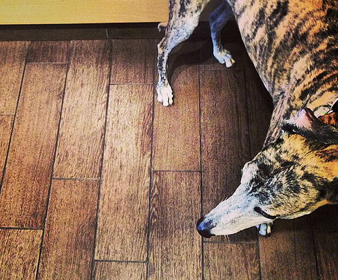 Greyhound1.jpg?ixlib=rails 2.1