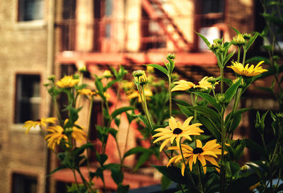 Rsz new york city flowers along the high line park vivienne gucwa.jpg?ixlib=rails 2.1