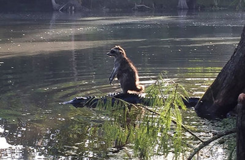 Rsz raccoon riding alligator richard jones 1.jpg?ixlib=rails 2.1