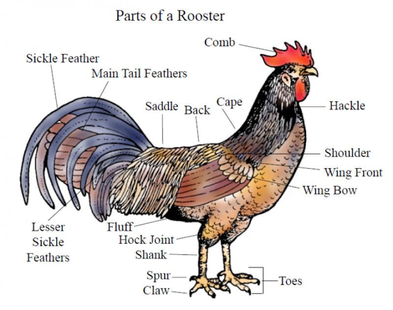 External anatomy rooster.jpg?ixlib=rails 2.1