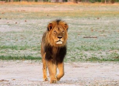 Rsz  84506766 cecillion paulafrench.jpg?ixlib=rails 2.1