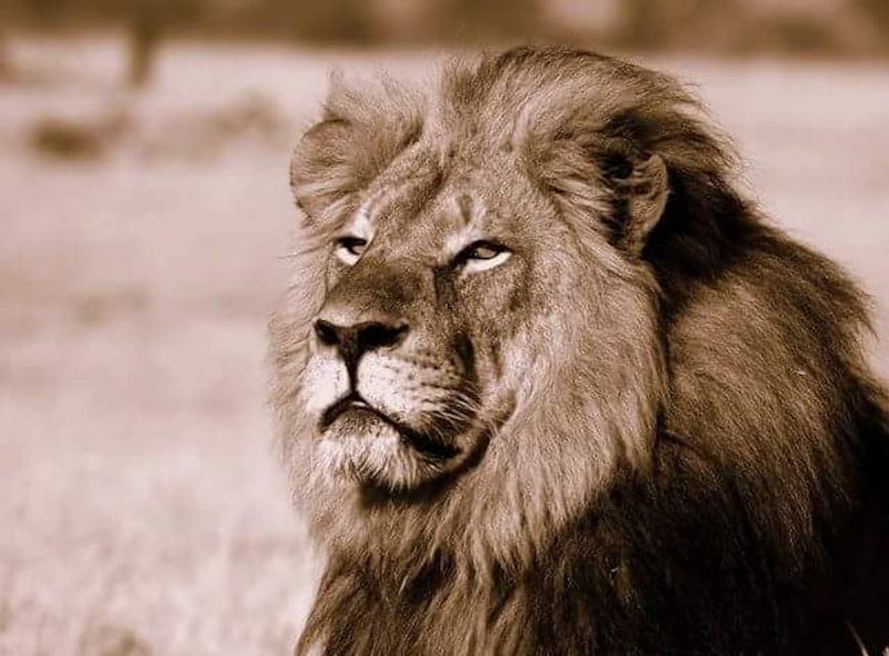 Cecil.jpg?ixlib=rails 2.1