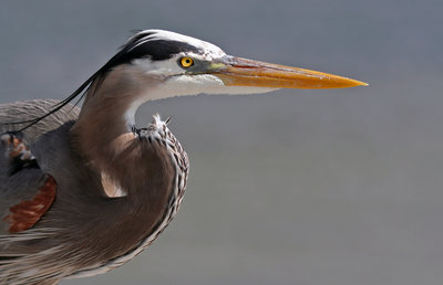 Rsz 1great blue heron portrait.jpg?ixlib=rails 2.1