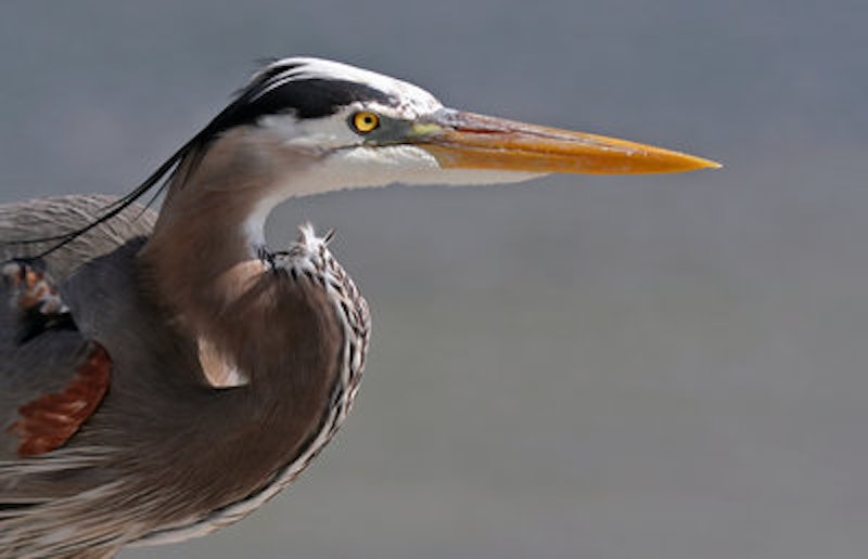 Rsz 1great blue heron portrait.jpg?ixlib=rails 2.1