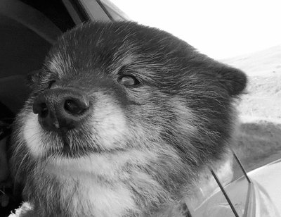 Rsz 1dog.jpg?ixlib=rails 2.1