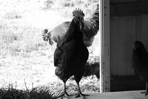 2374900433 19af418ae7.jpg?ixlib=rails 2.1