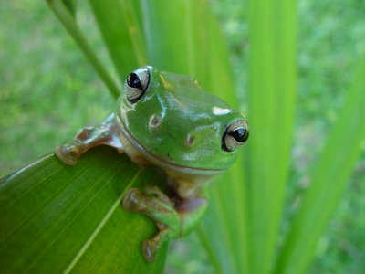 Rsz greenpct20treepct20frog.jpg?ixlib=rails 2.1