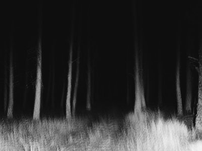 Rsz trees 16.jpg?ixlib=rails 2.1