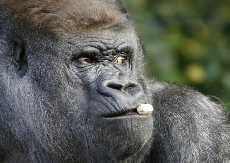 Western lowland gorilla.jpg?ixlib=rails 2.1