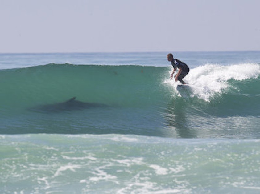 The Reality Of Shark Attacks Www Splicetoday Com