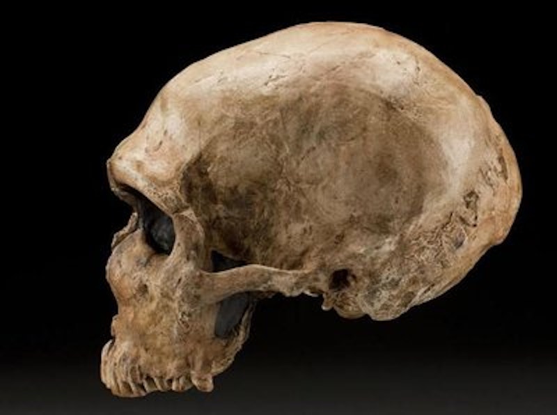 Rsz neanderthal skull laferrassie1 s jddh l.jpg?ixlib=rails 2.1