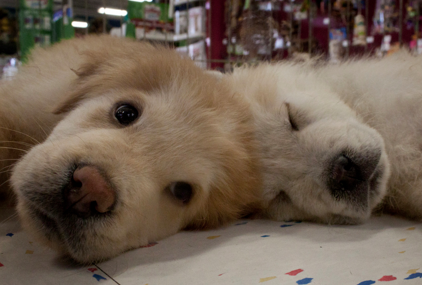 Puppies.jpg?ixlib=rails 2.1