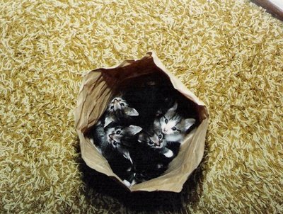 Rsz bag o kittens medium.jpg?ixlib=rails 2.1